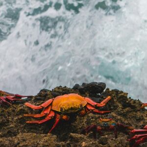 Ecuador & Galápagos: a journey into nature